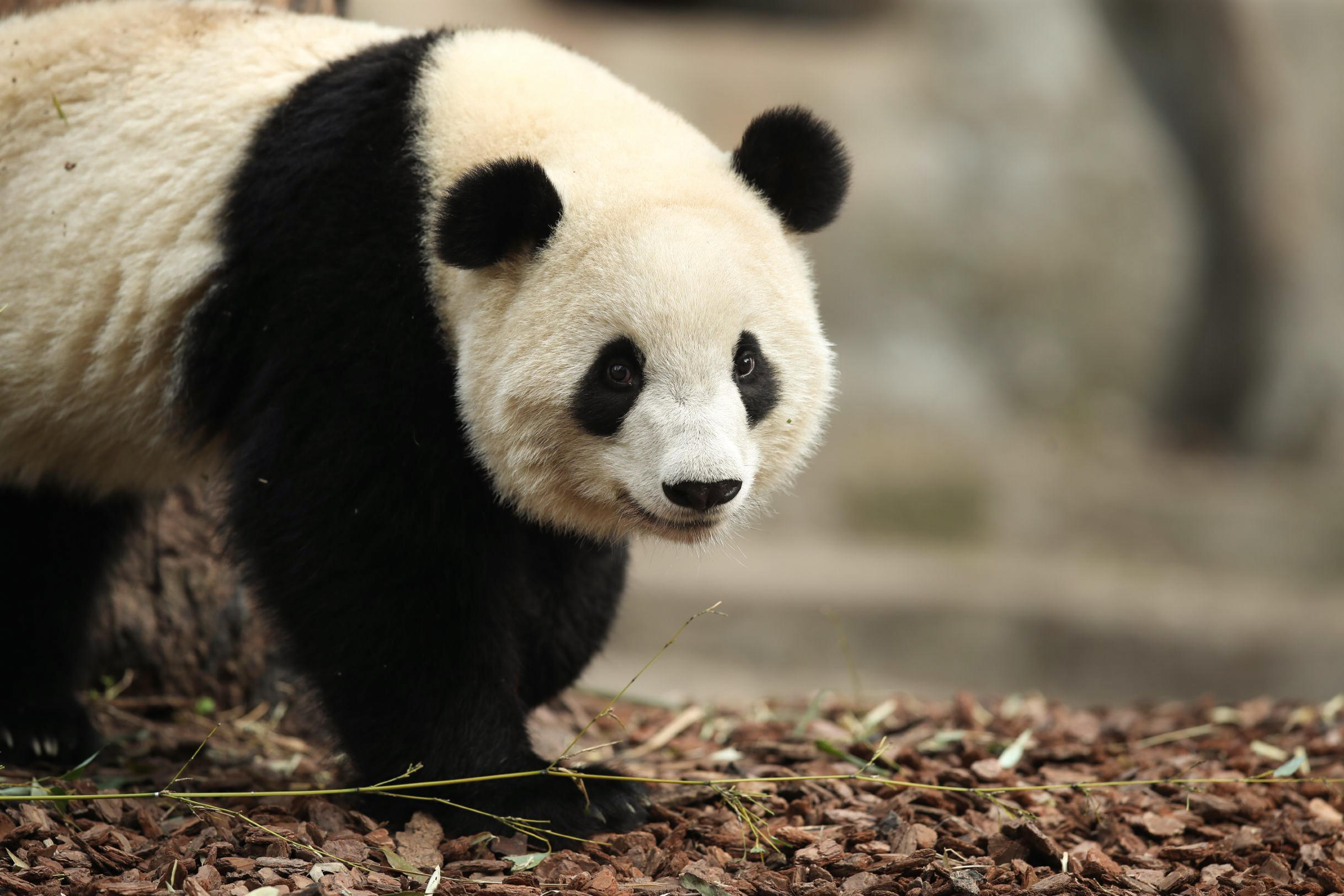晒着太阳慢悠悠闲逛的汐宝一枚呀~