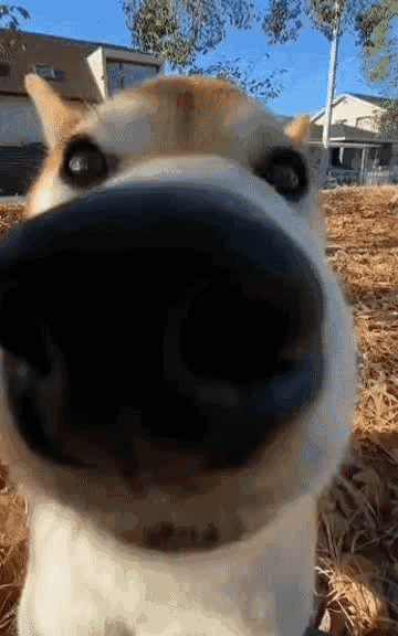 No-traps的剪贴板对外开放