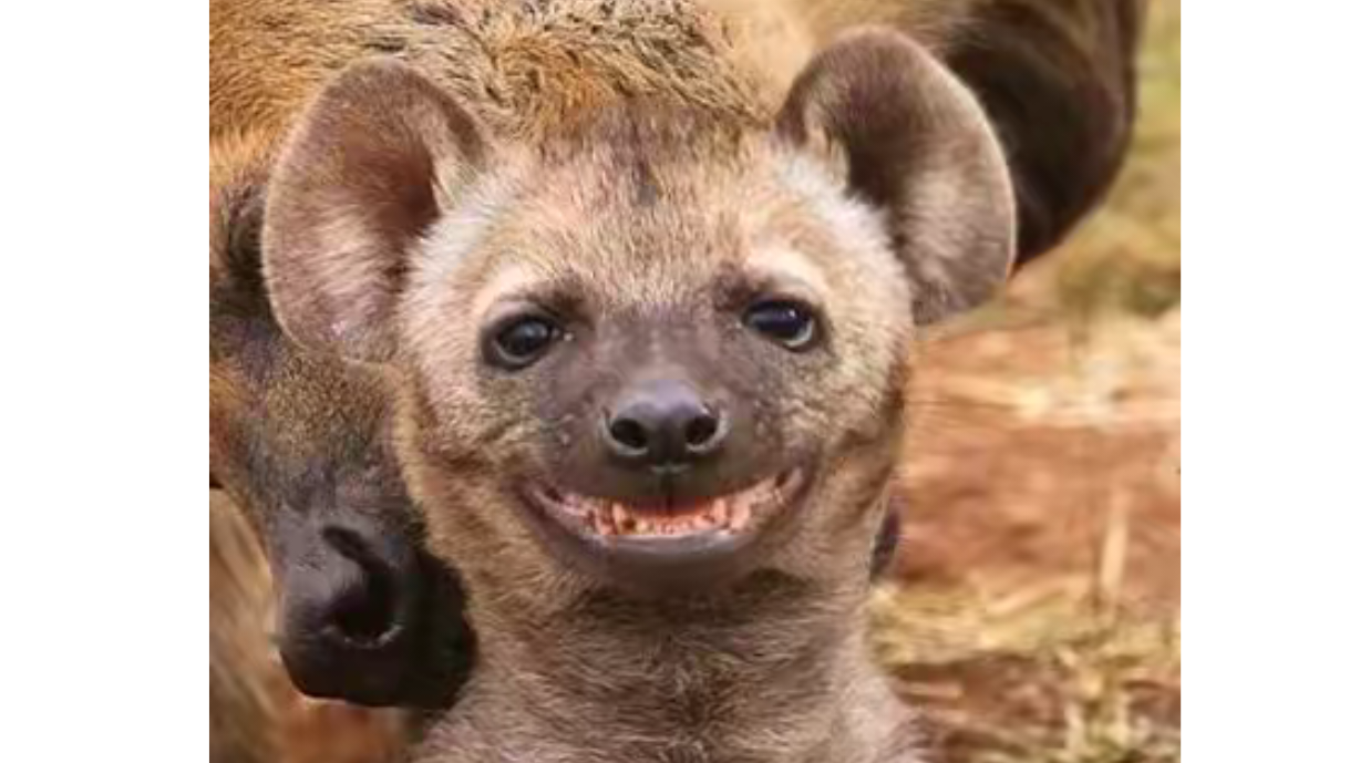 丰饶加巡猎无脑挂机世界6