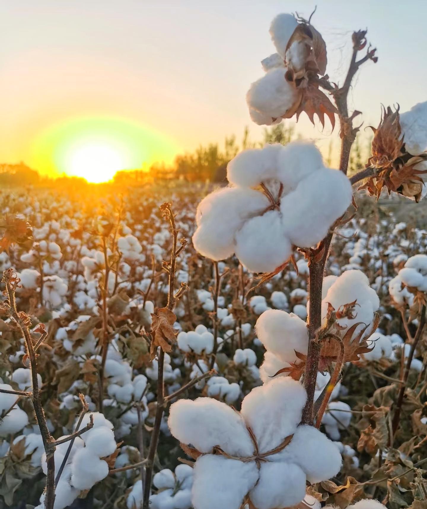 一些农作物建议