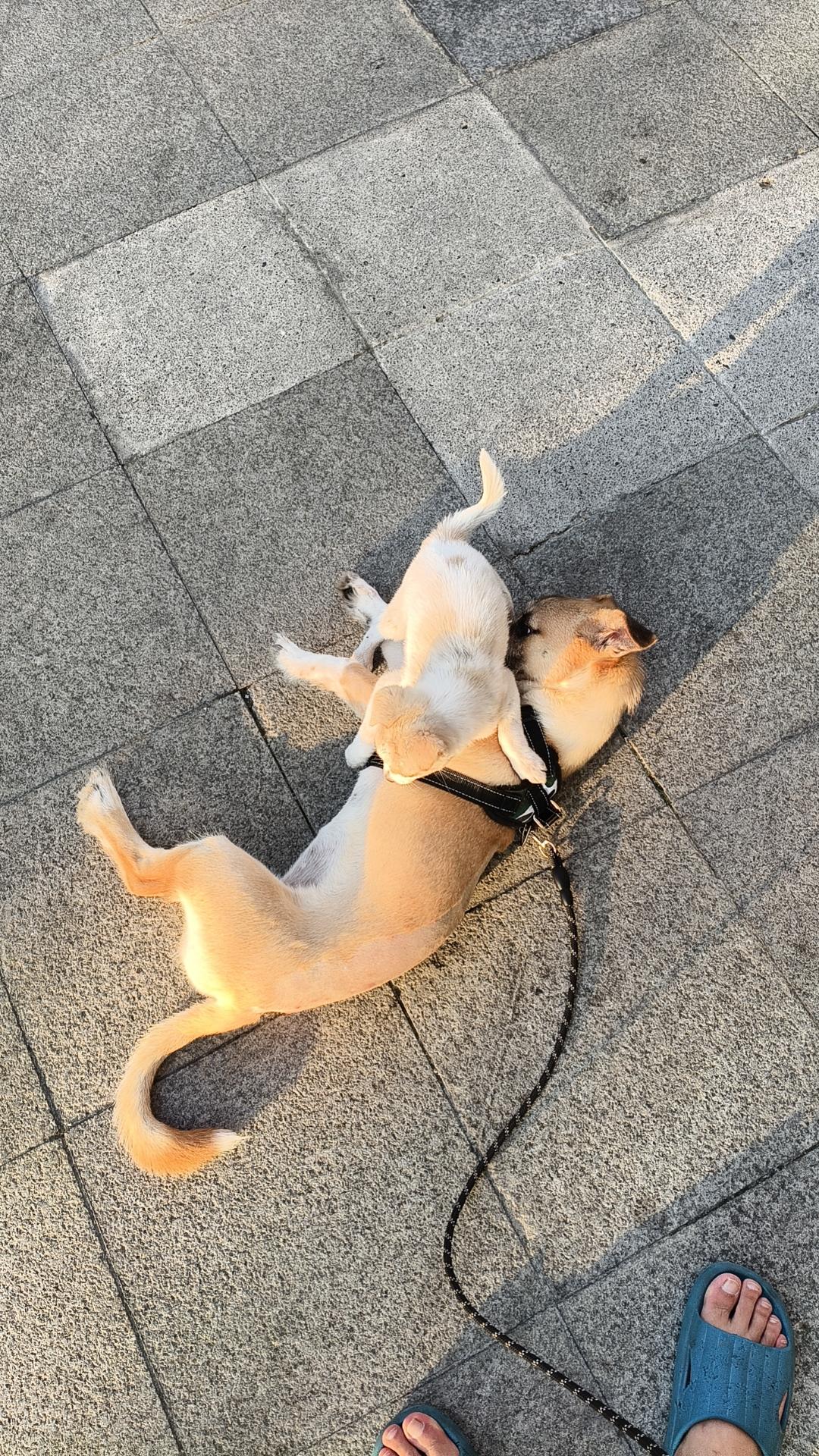 185最新低难度打法