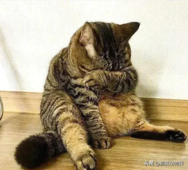 一只猫猫能改变什么呢