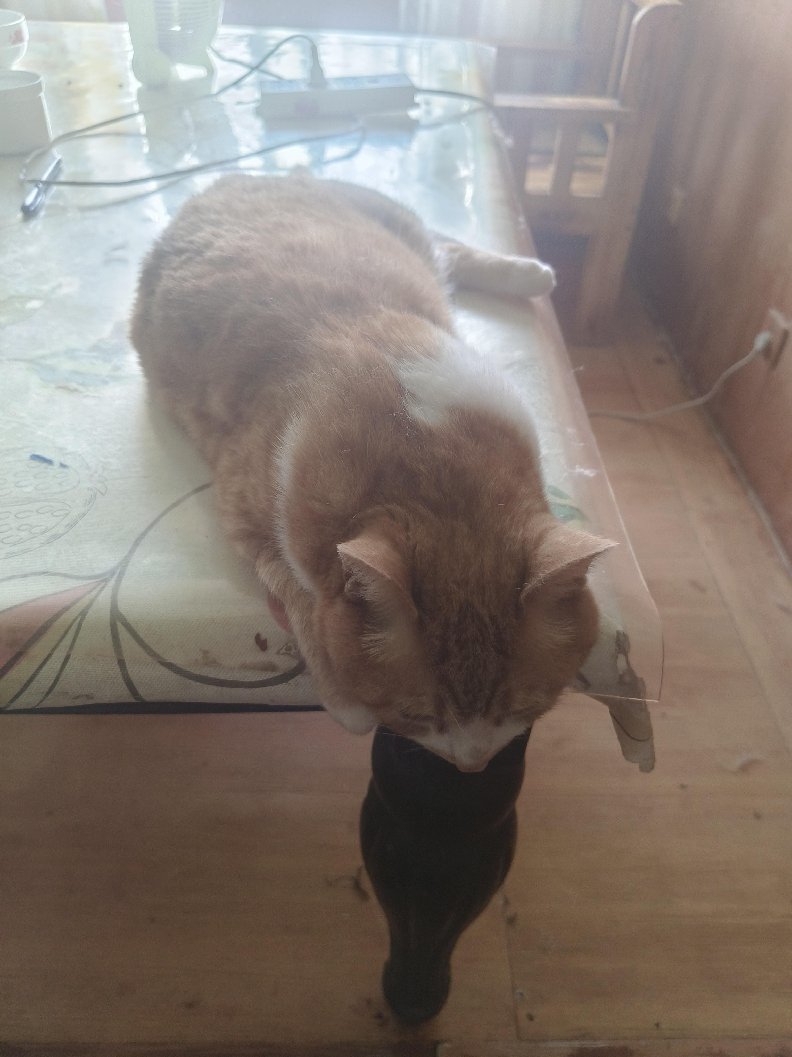 ‘怪盗钴’召唤师皮肤登场！