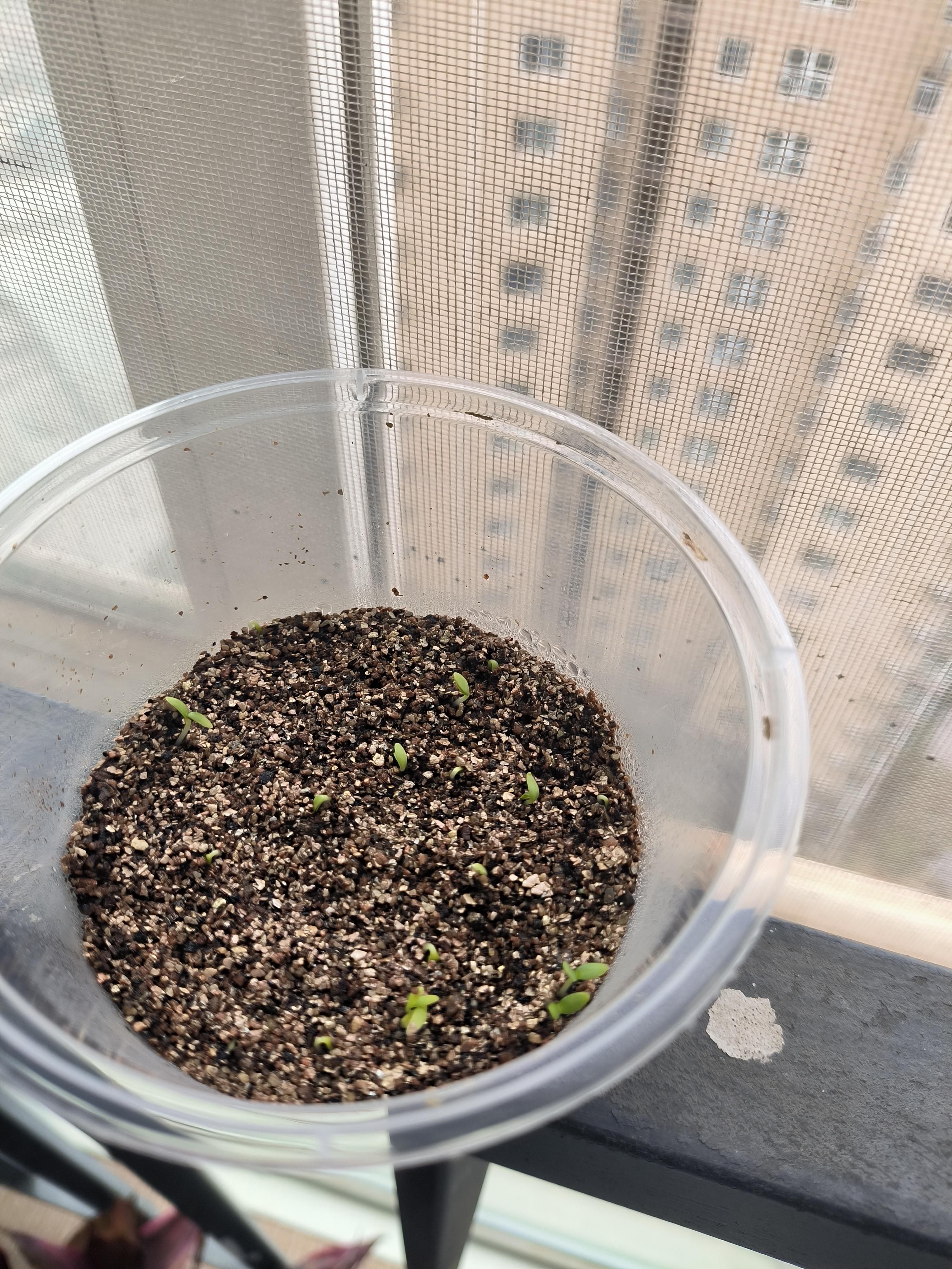 石竹花种植记录