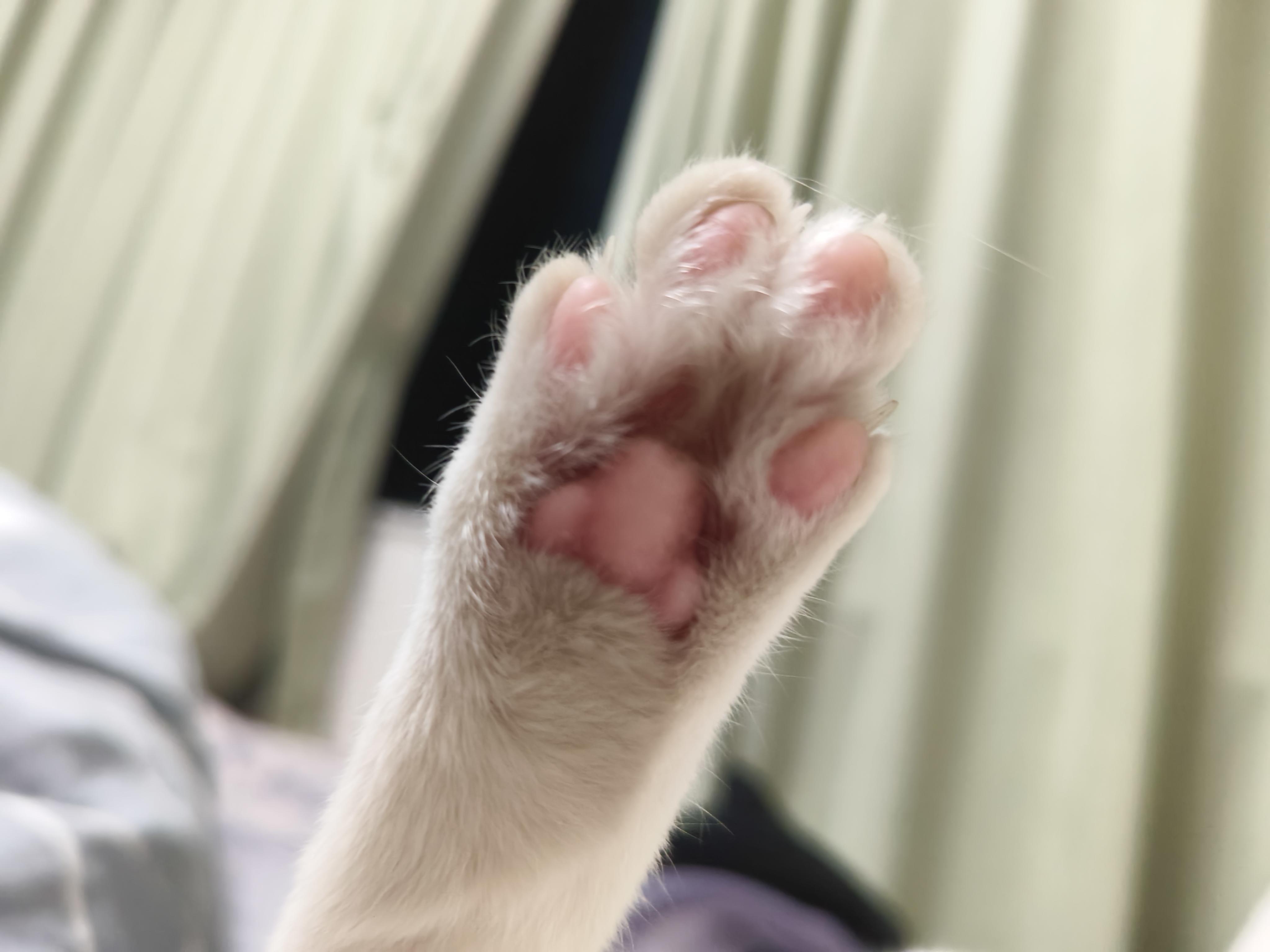 官方有考虑过出永生主控来圈钱吗