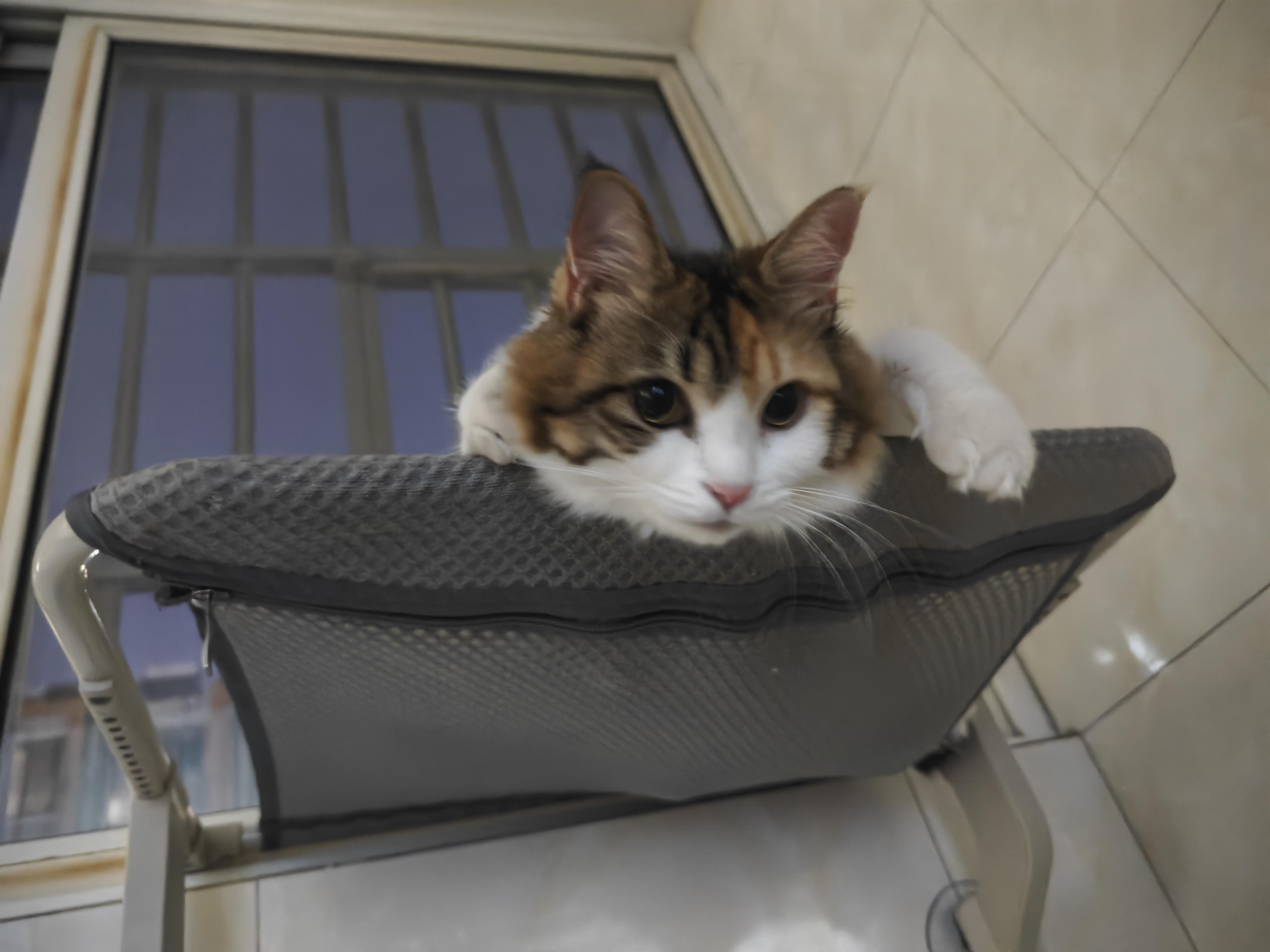 五行师玉虚宫通用卡组，收集的论坛大佬的方便新人使用