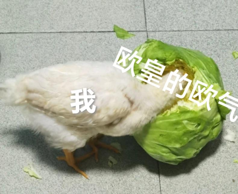 听说有开帖玄学