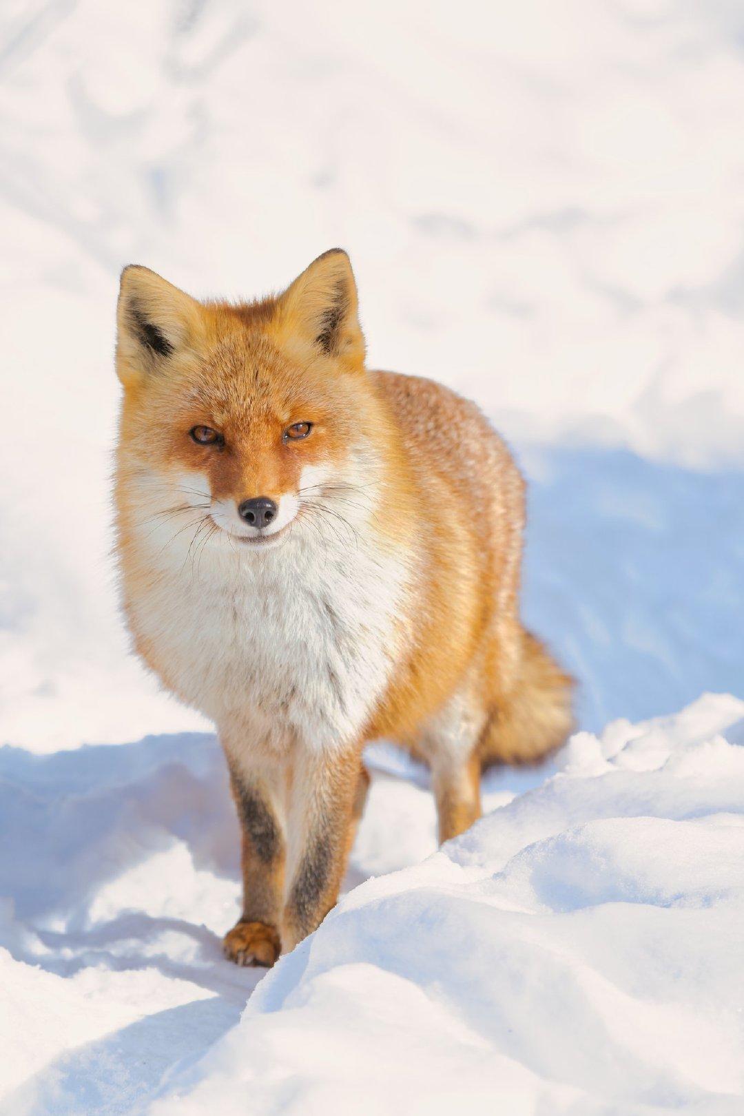 新版本更需要动脑了