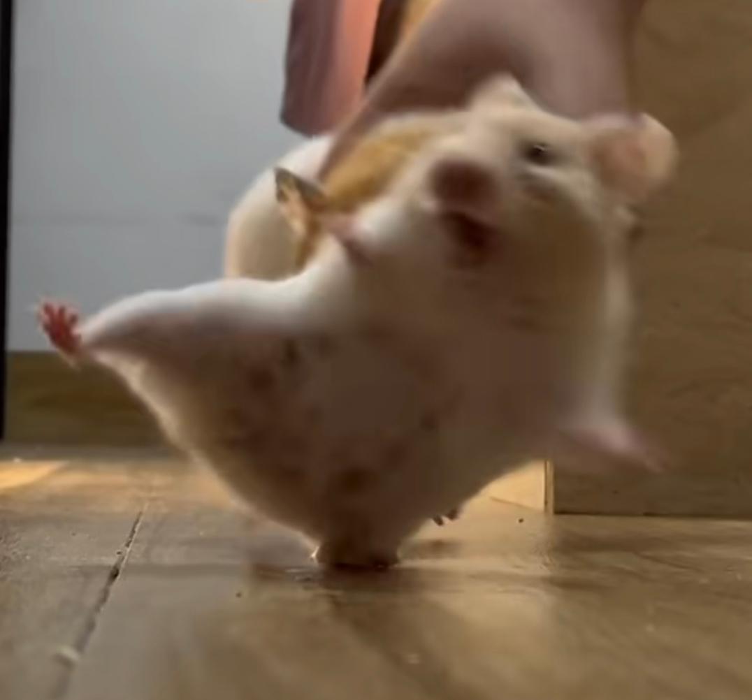 提问贴，想问问PVE的拍卖行情