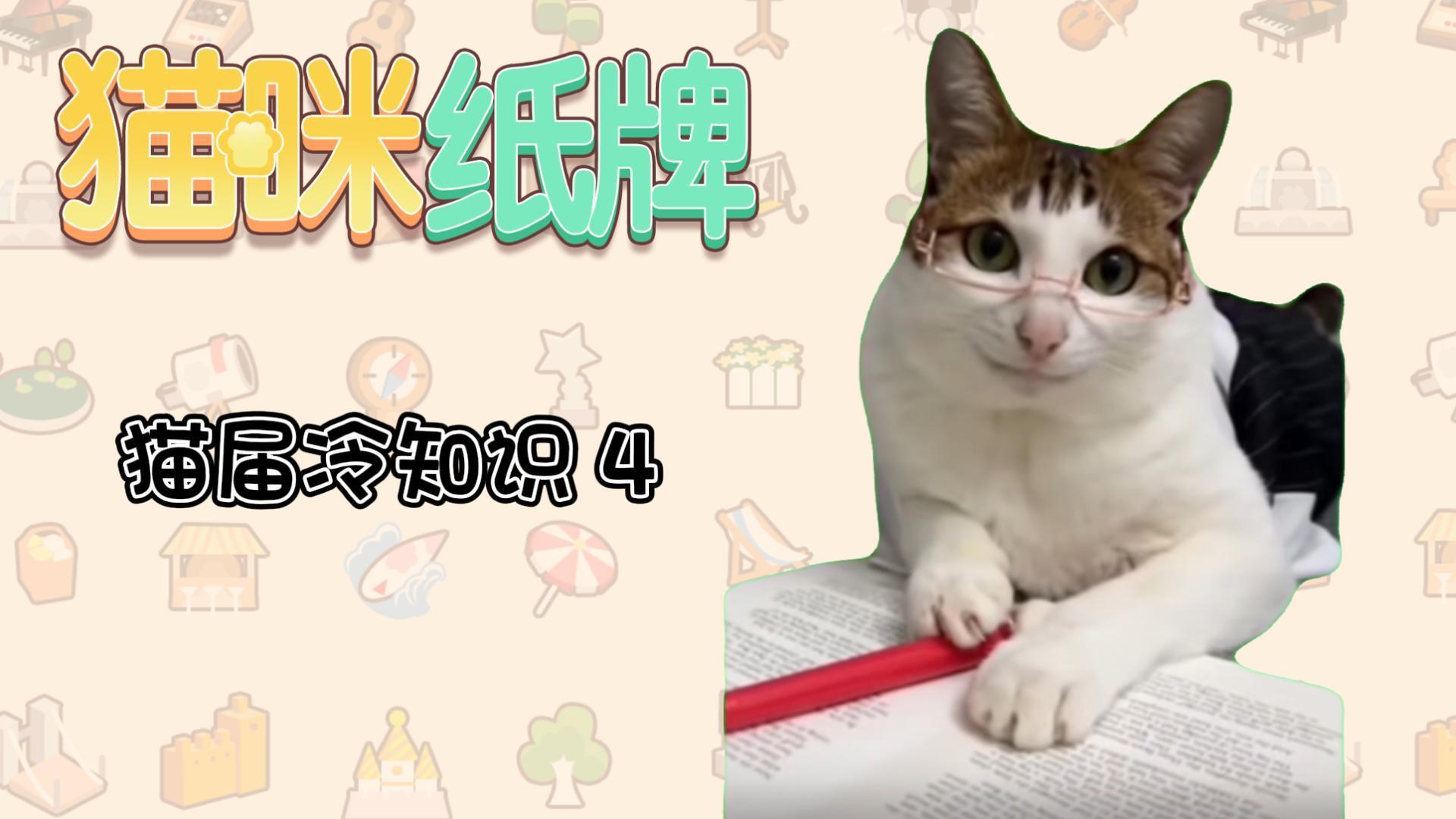 《猫咪纸牌》猫界冷知识④--猫猫的投喂🐈