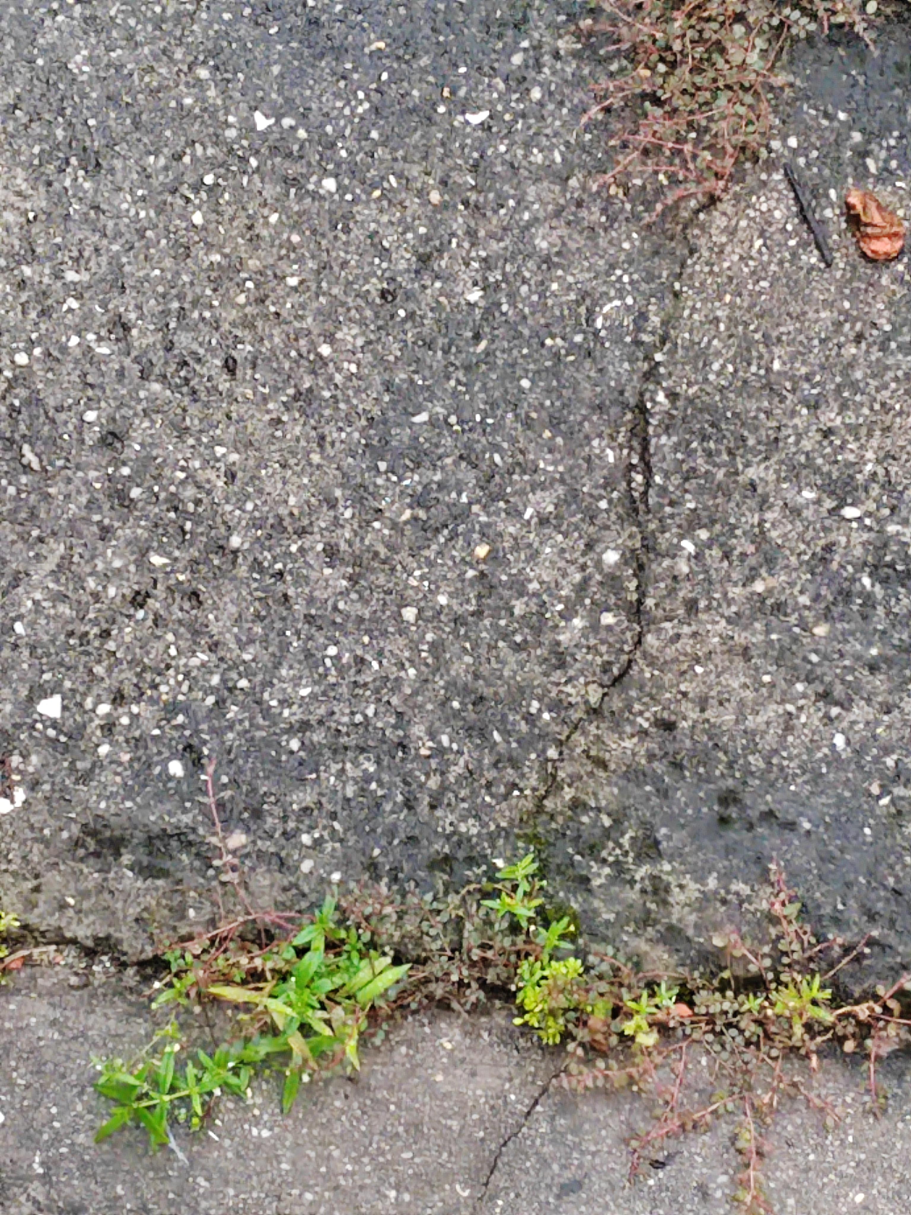 ‘怪盗钴’召唤师皮肤登场！