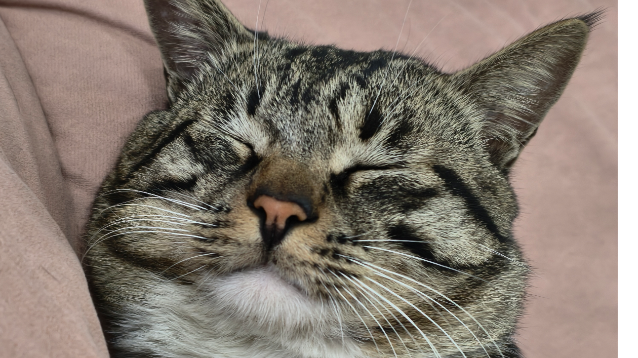 天命设计征集-猫奴