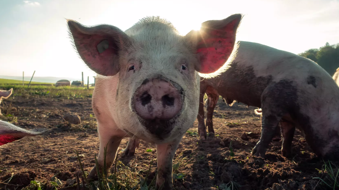 更新遇到周末，两天上尊！