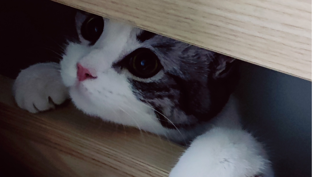 今日份快乐与你分享（抽奖）