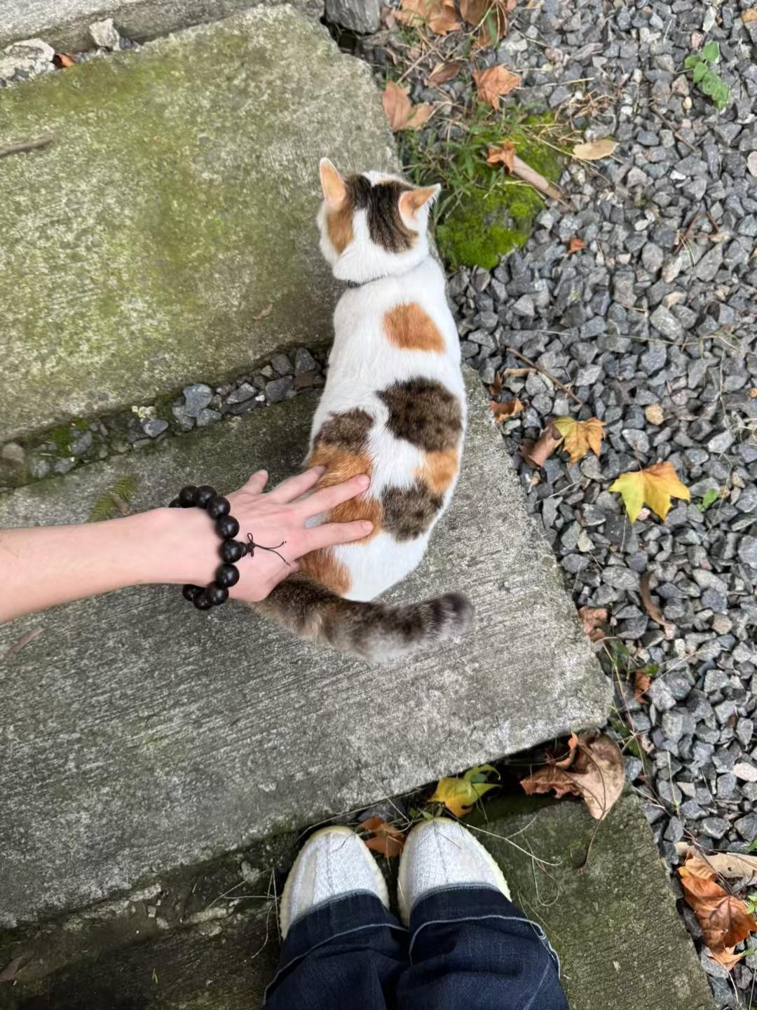 我在末世开超市：新秩序首次不删档测试