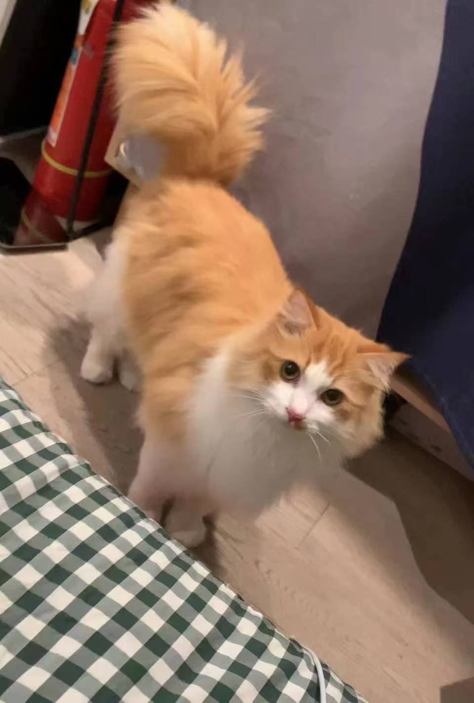 【弈仙牌】闲来无事摸两张diy