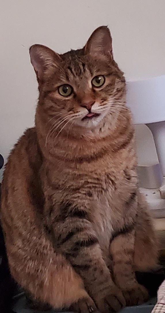 爆哭(┳◇┳)《结梦》聘猫礼太感人了