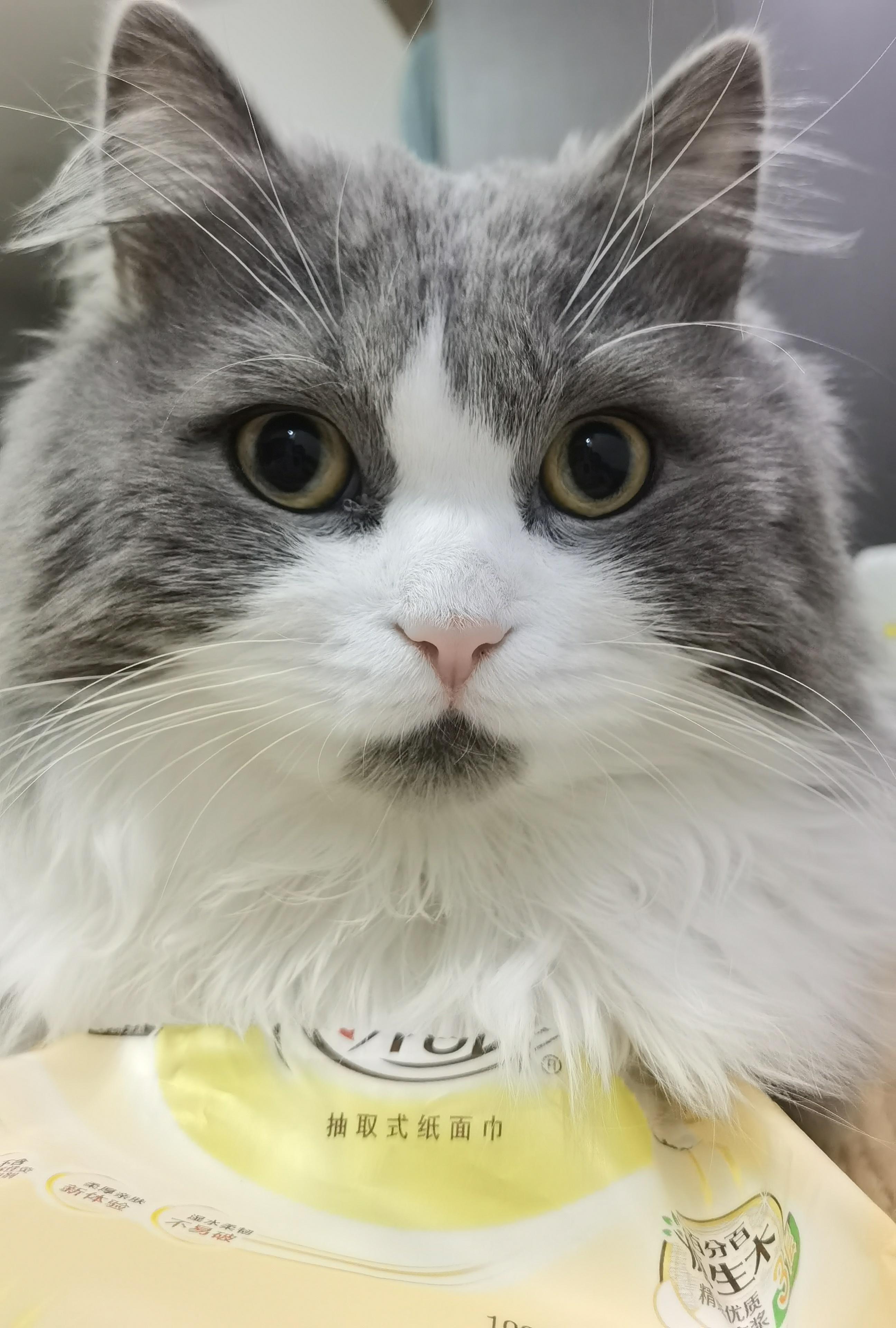 有猴子和没猴子的差距，献祭我的FWQ