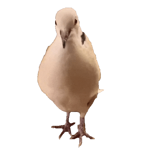 【氵】不幸的鸽