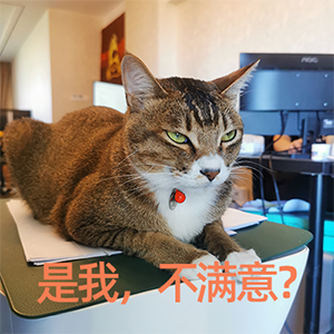 【吸猫福利】收获新伙伴，可爱猫咪居然化身小恶魔......