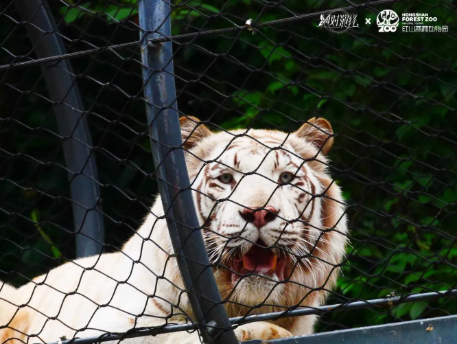 我！终于！从禁闭室里被放出来啦！