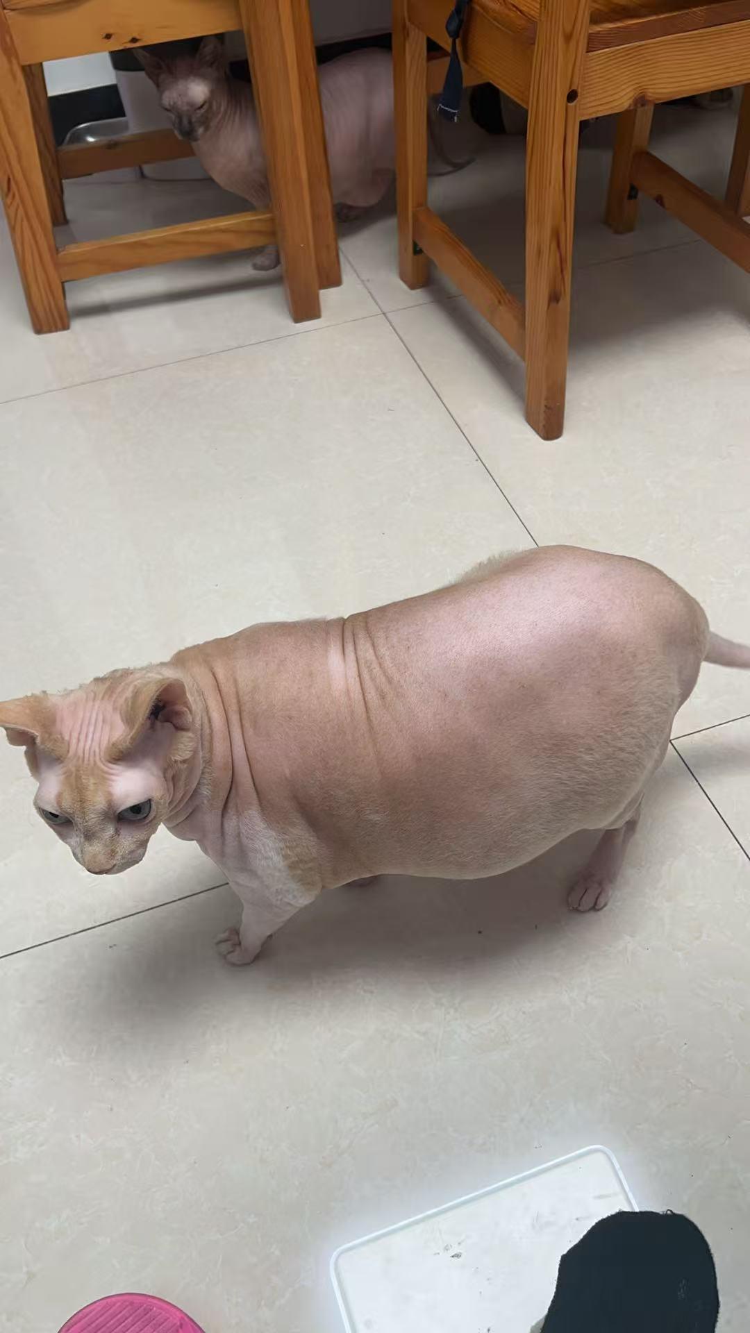 彩蛋被发现了~上线第27周2501121开发碎碎念