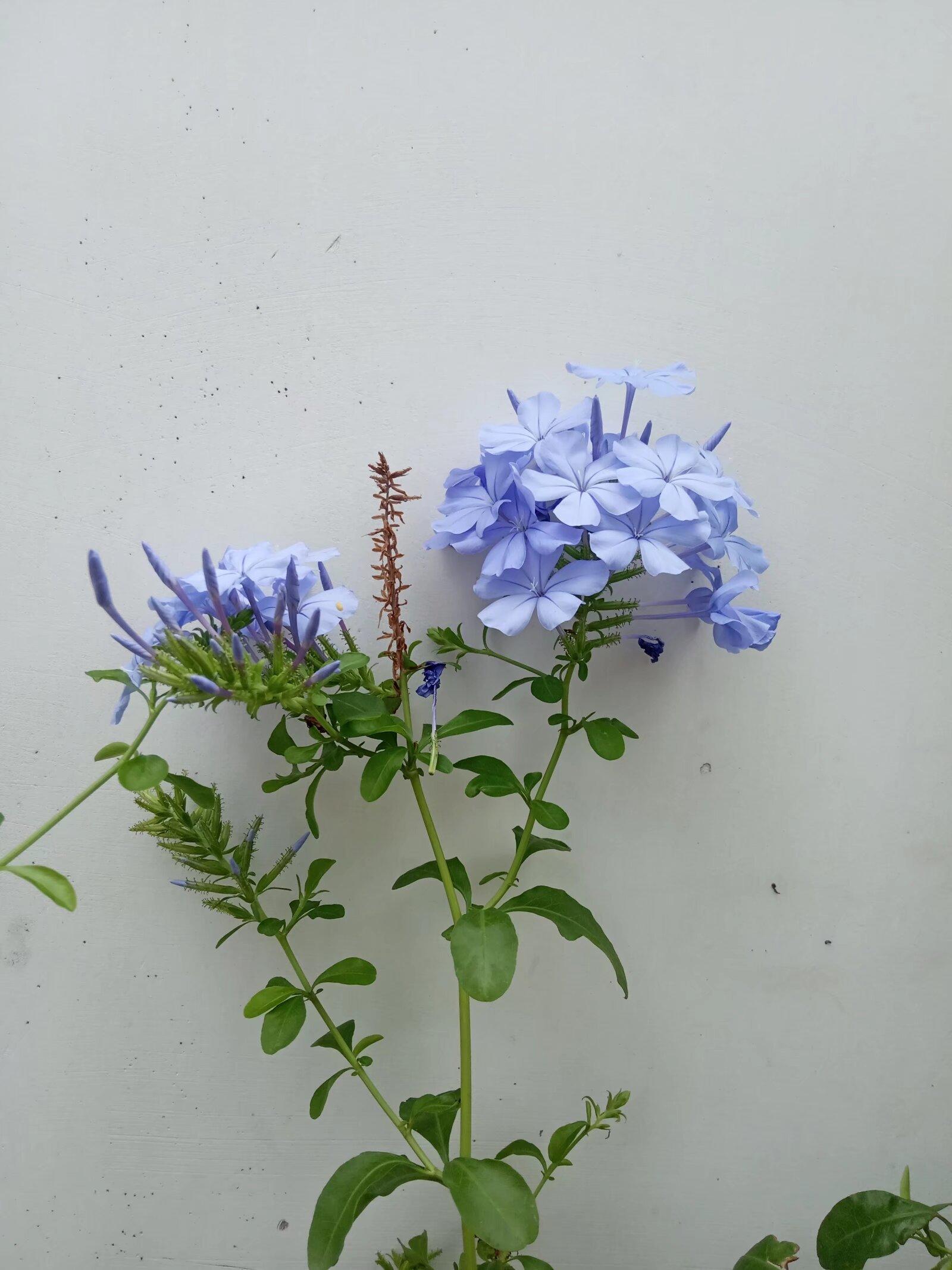 春季🌸活动：妙手拍花