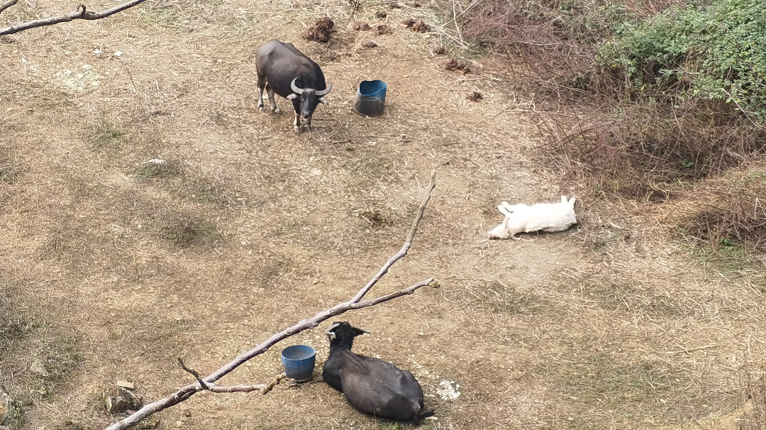 求官方做一个猜枚活动