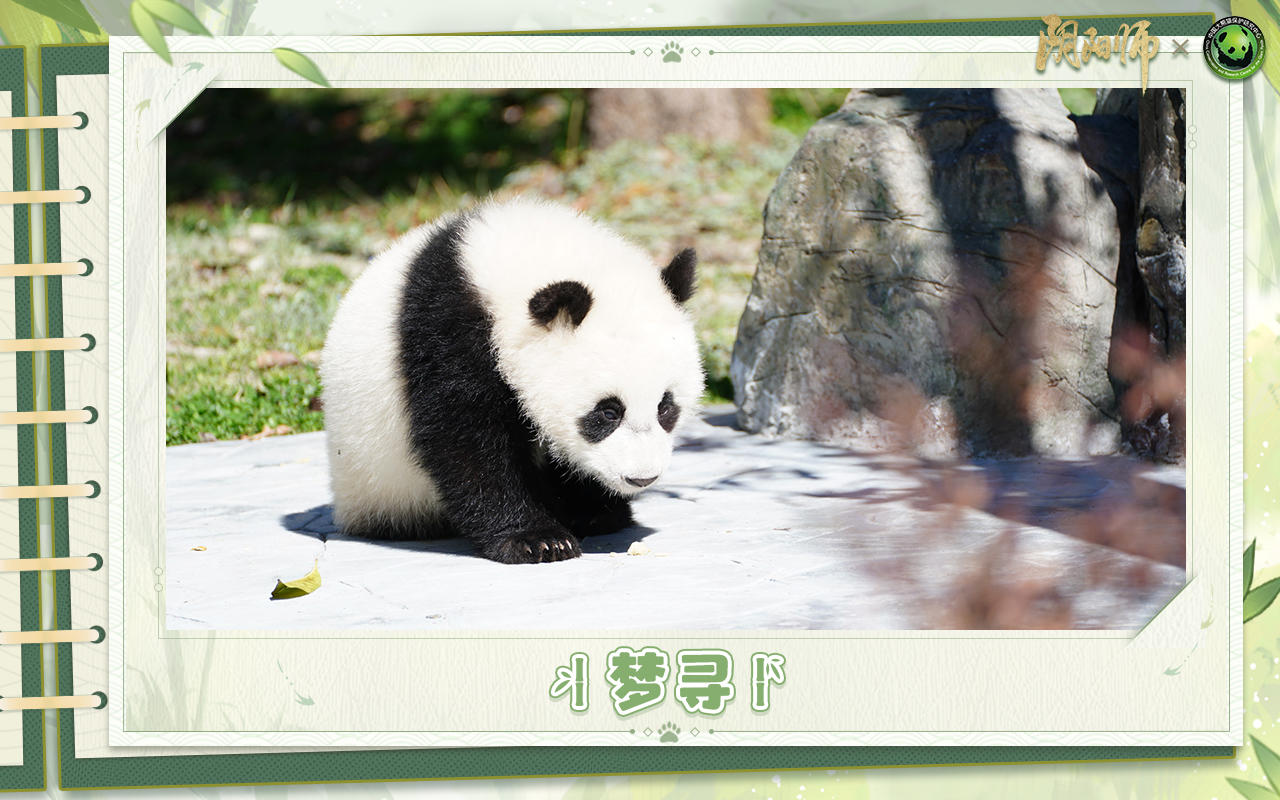 ☆大熊猫宝宝生活近况☆