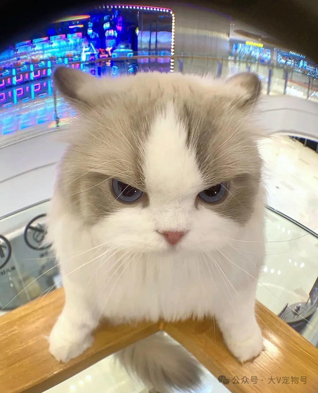 公测首发福利，保底10抽常驻，5抽限定