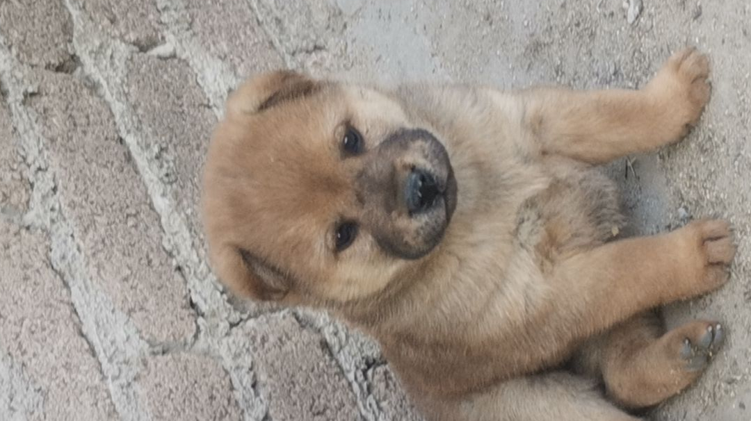 主线故事更新《生存战略庇护所的诞生与科技文明的延续》