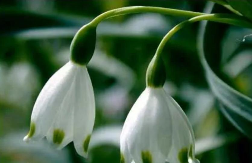 关于芦藜药师的原型猜想