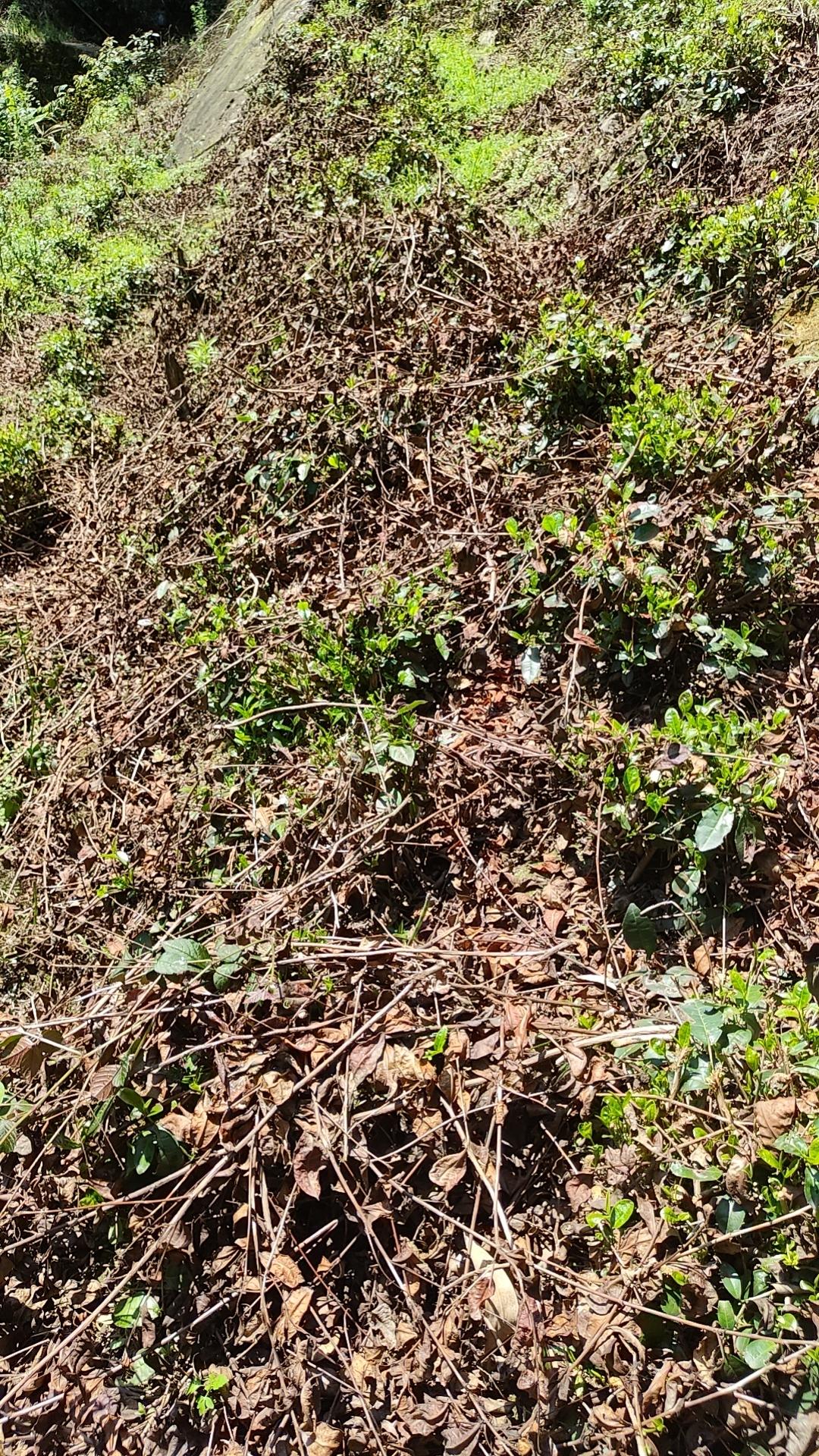 我来说黄沙掩埋的故事