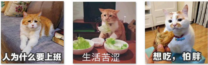 【留言有奖】猫猫表情包斗图大赛正式开启！送百元话费啦~