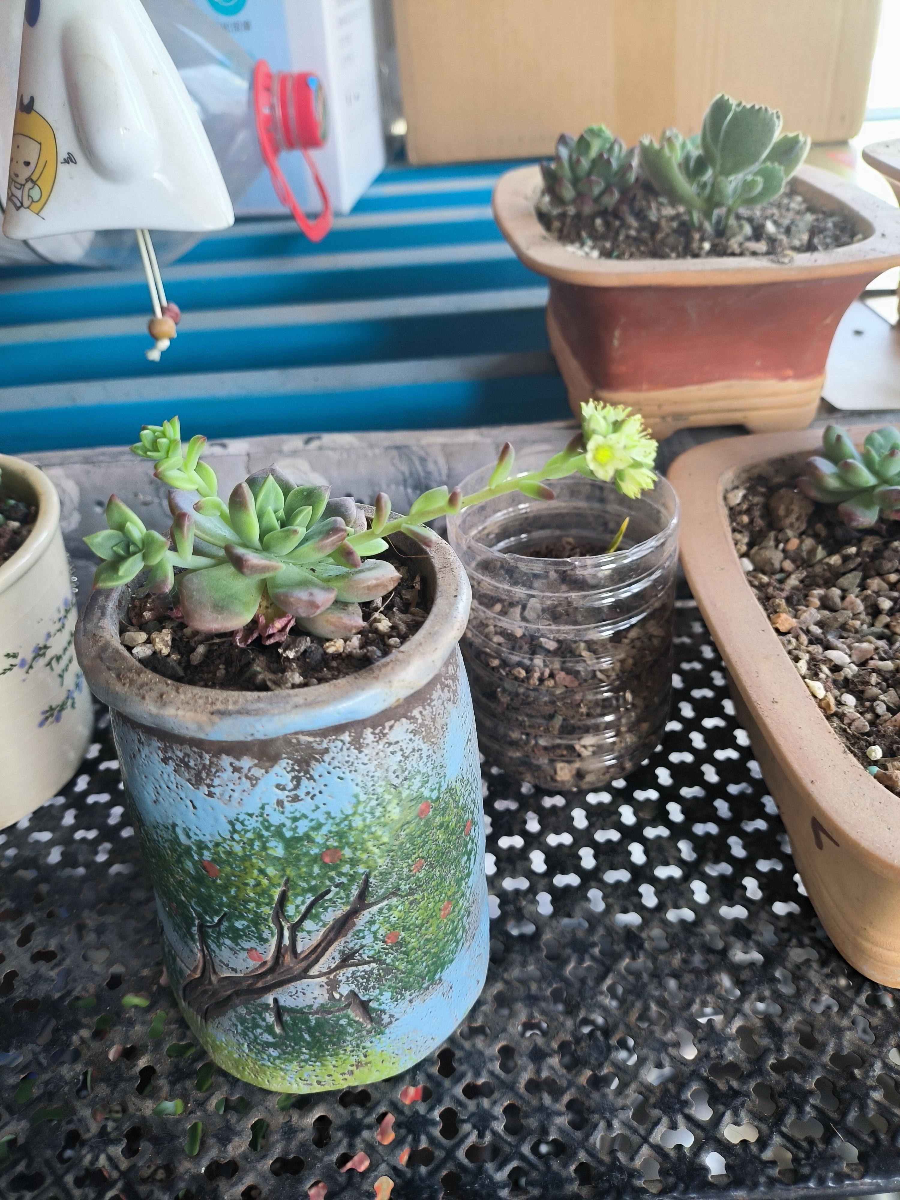 第一次见家里的多肉开花