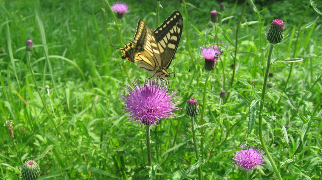 勋章小记，之【寻花赏】其一