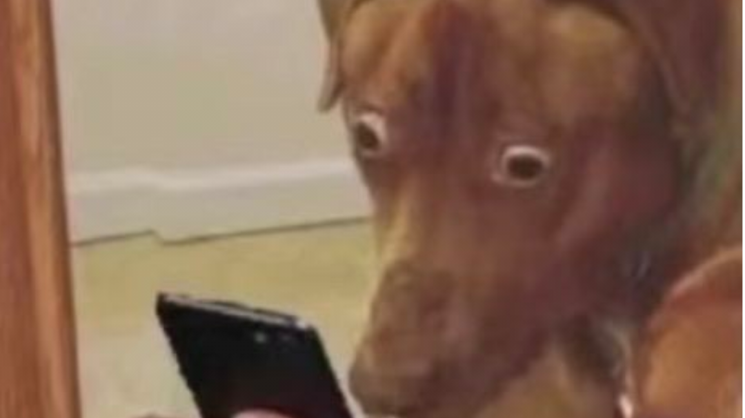 想我堂堂一代邪尊开局居然被一只鸡嘬死了