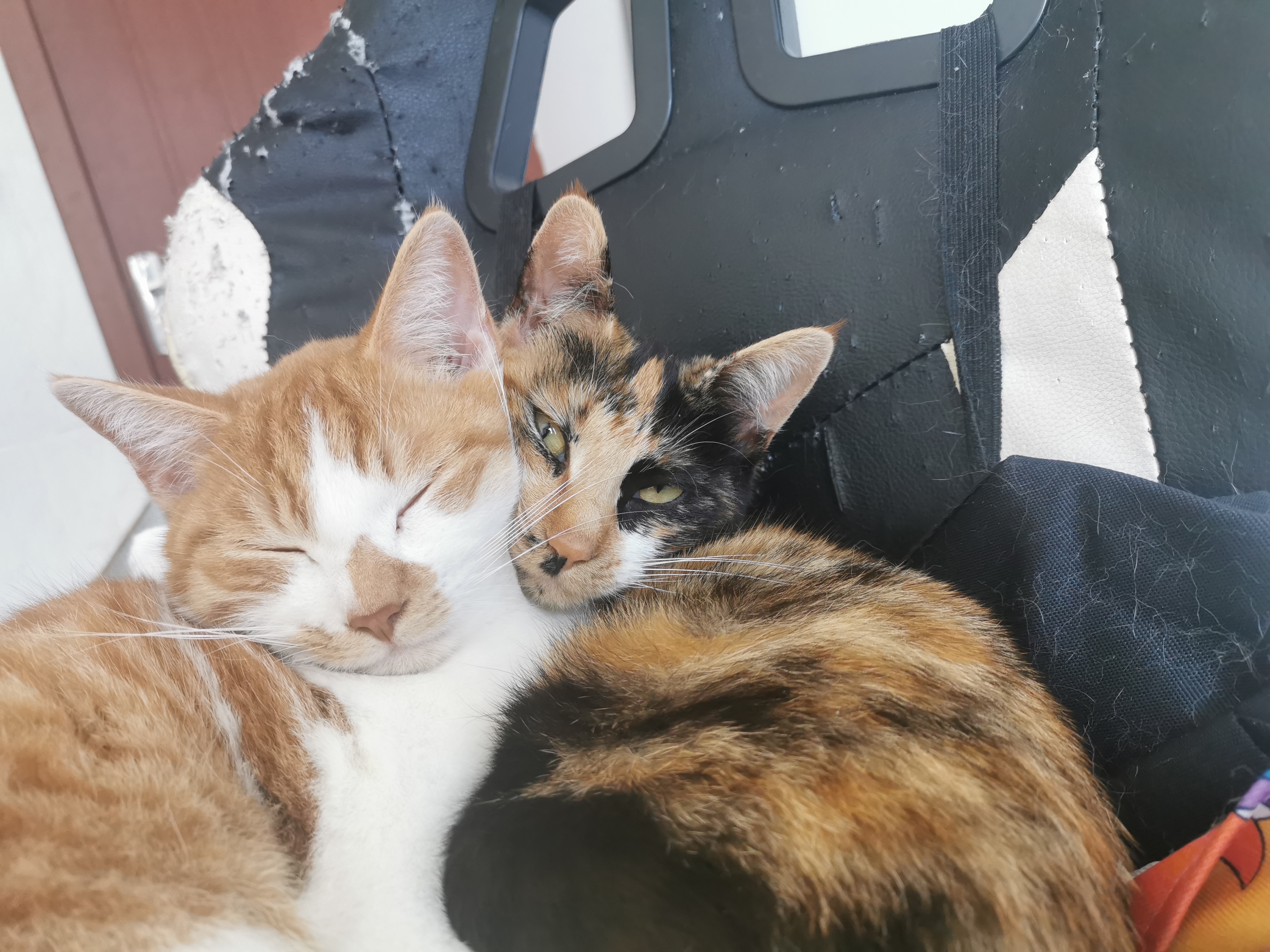 鲤妙计的动态 三花猫和她的皮肤金丝虎 话说三花都是母猫皮肤就变性成公猫了 Taptap 发现好游戏