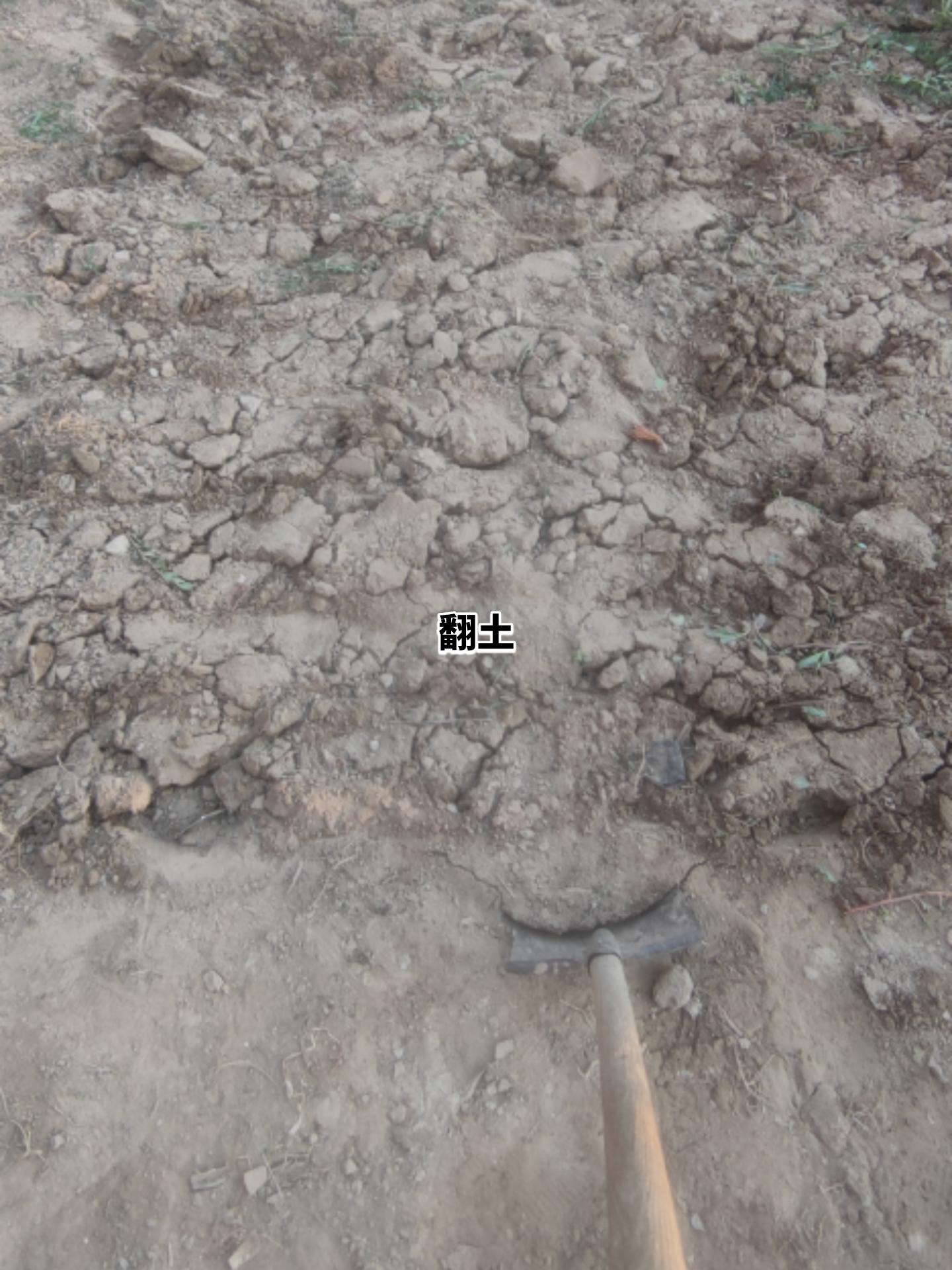 现实体验小农的一天之种植青菜