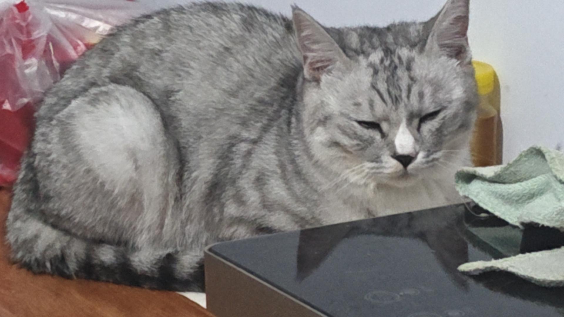 既然二次元沃肥褒姒