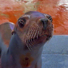 出肉鸽模式！改养成模式的装备获取！