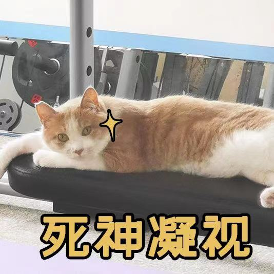 猫咪有话说｜领主代言喵“奶茶”答疑解惑起航