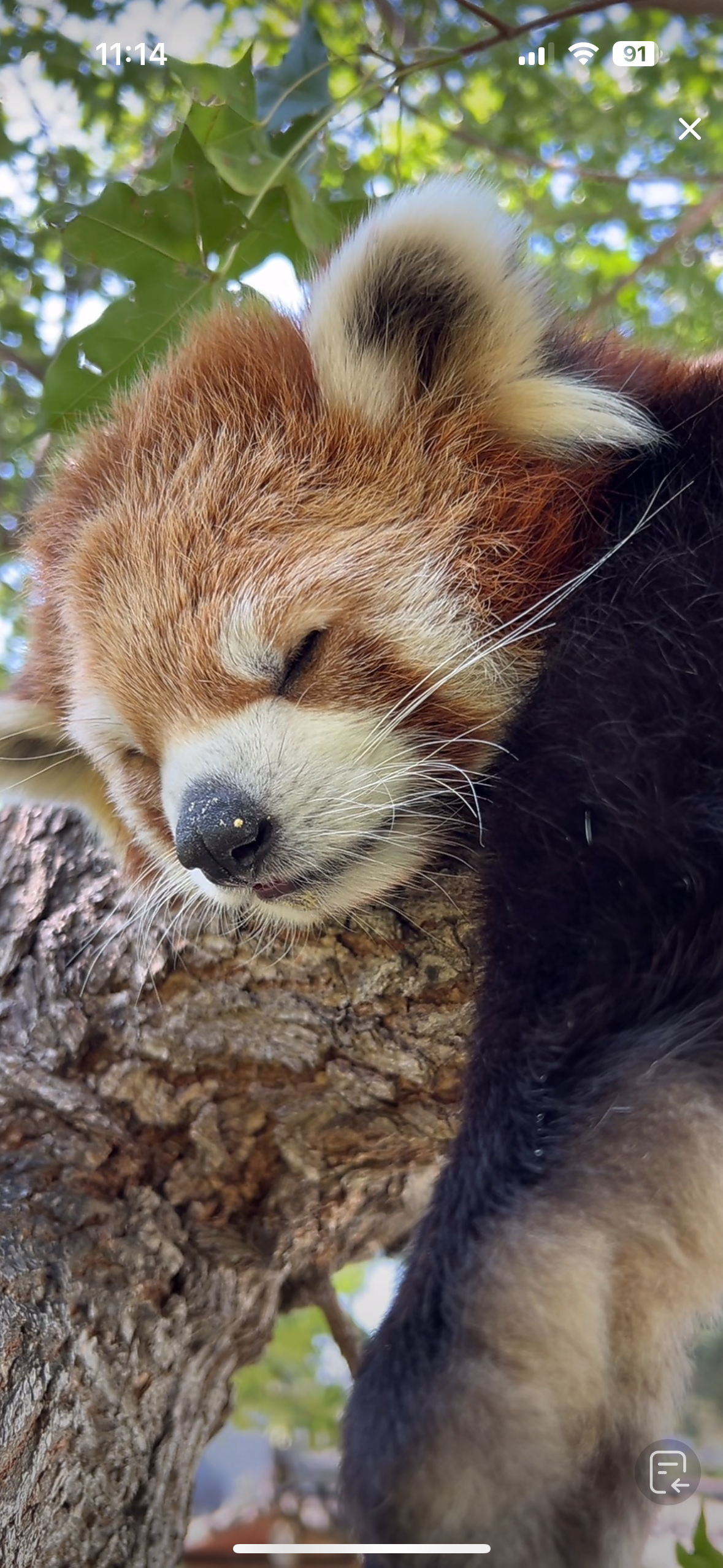 限定机哪个好用啊？截图