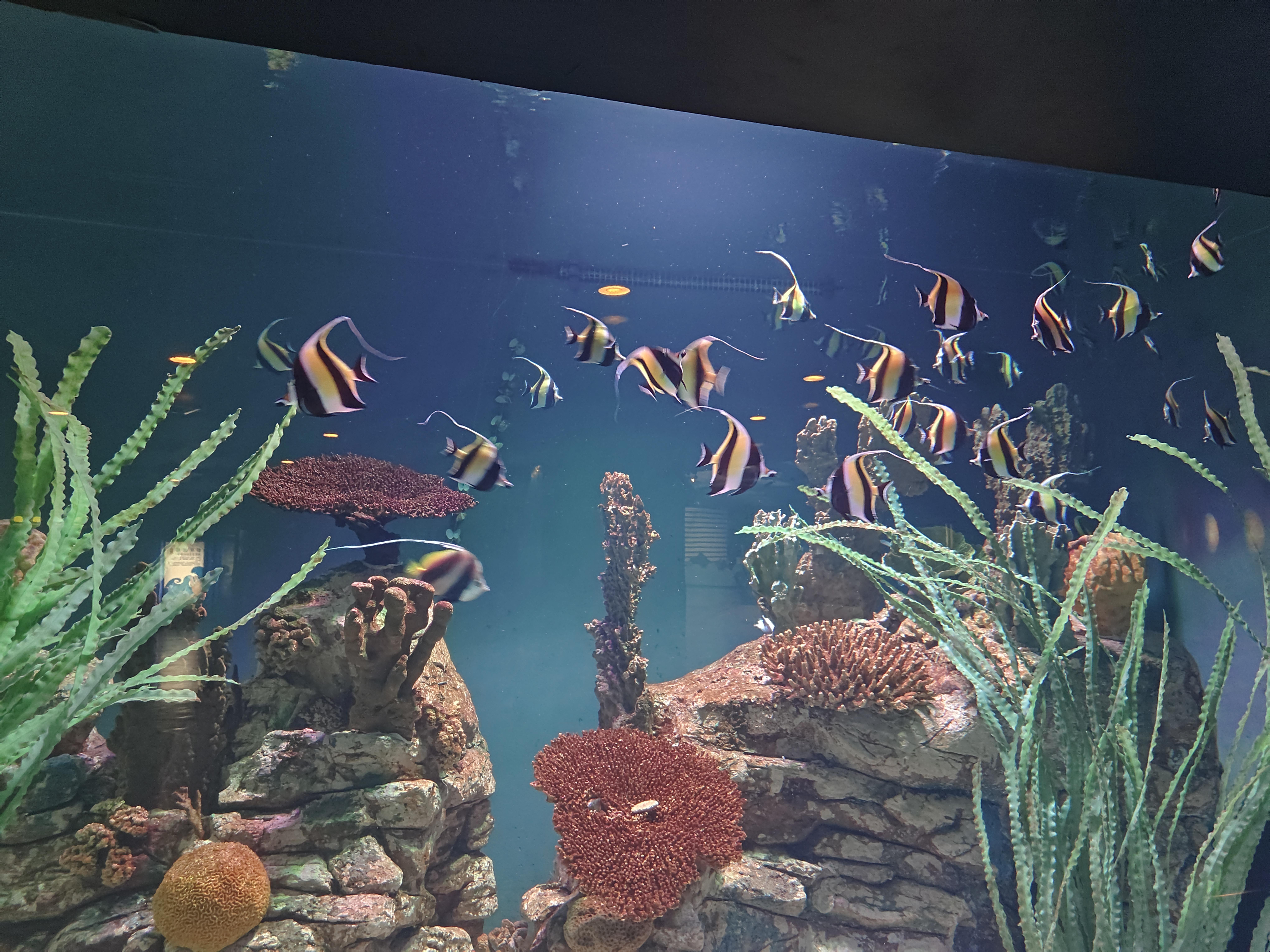 ‘怪盗钴’召唤师皮肤登场！