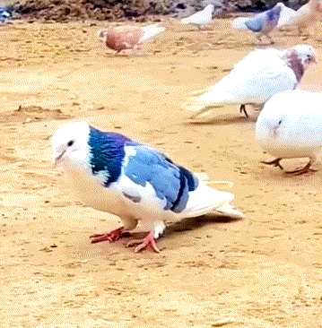 传家宝计算器之负成长