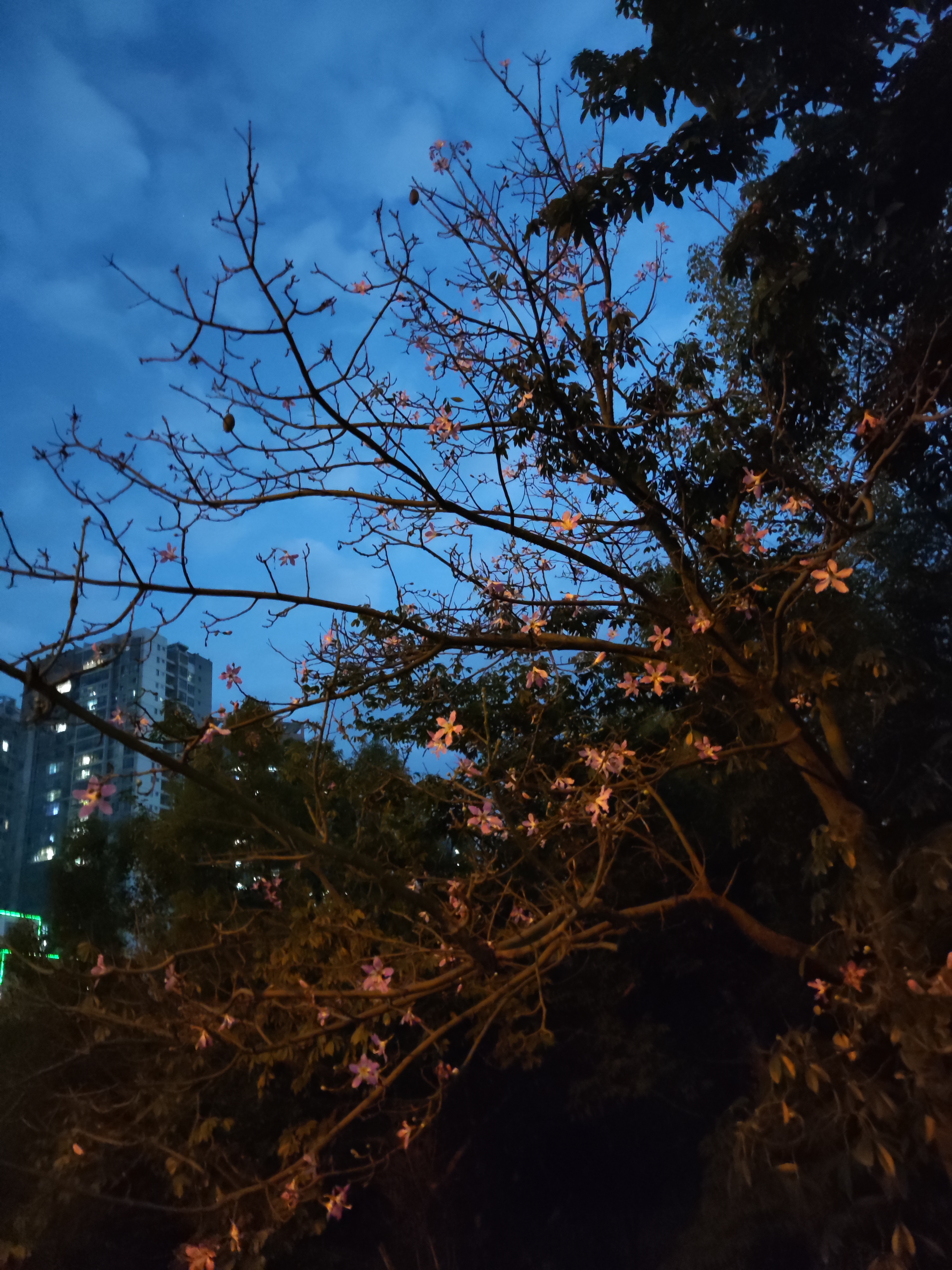 早起的懒猹有瓜叉的动态 瑟瑟寒风中碰到了一颗开好多花的树也不知道叫什么仿佛在冬天会 Taptap 发现好游戏