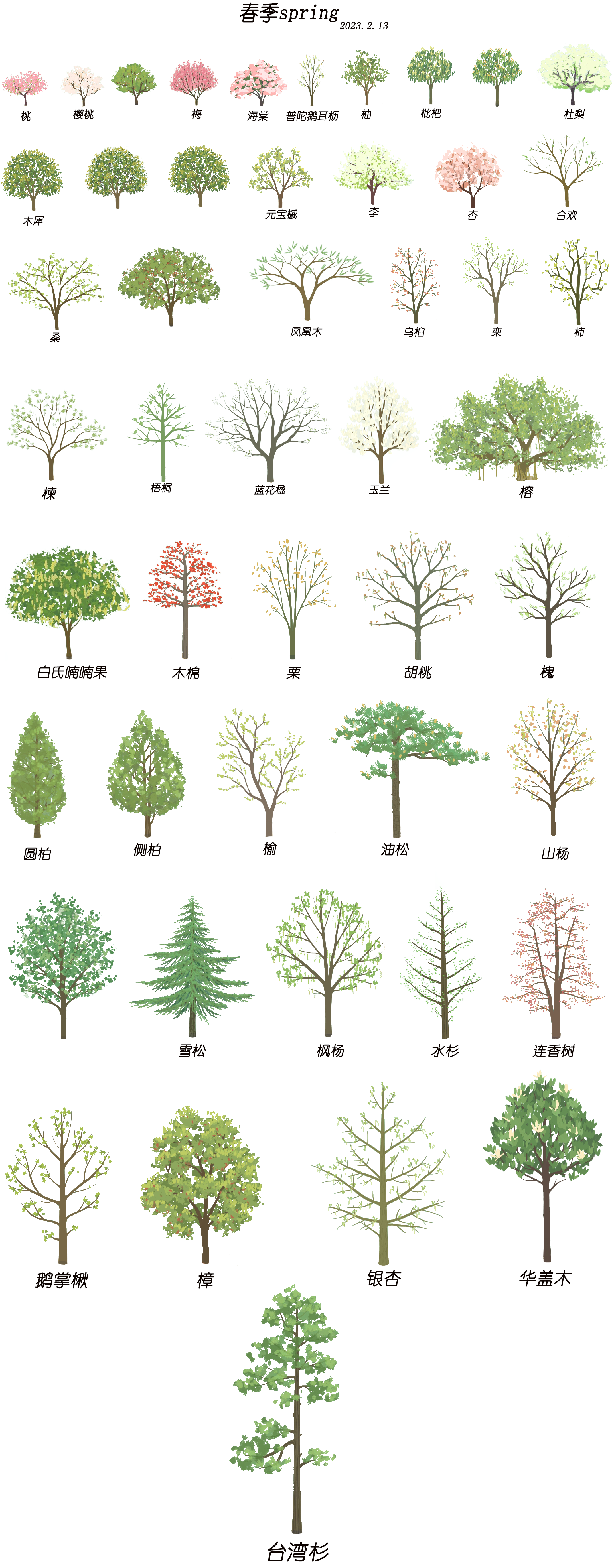 【春季树种图鉴】（2023.2.13更)