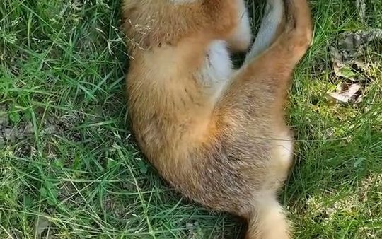野外一只睡熟的小狐狸，伸了个懒腰之后，才发现情况不对