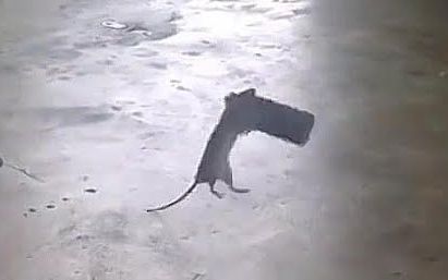 成精的老鼠也怕正常发挥的猫
