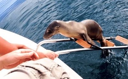 受伤海狮径直跳上船向人类求救